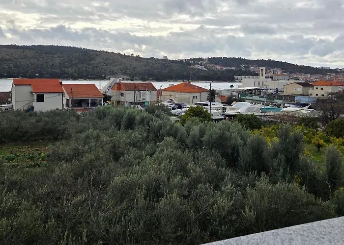 Olea *